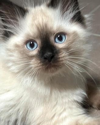 Gattini Siberiani pedigree Enfi