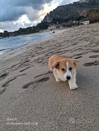 Welsh Corgi pembroke