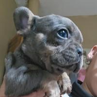 Bulldog francesi esotici