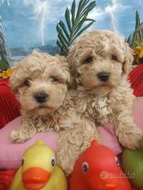 Malti-Poo Piccola Taglia Cuccioli