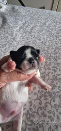 Chihuahua cucciolo pl