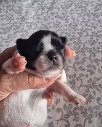 Chihuahua cucciolo pl