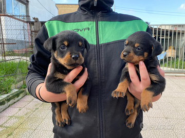 Cuccioli di rottweiler