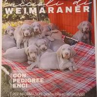 Splendidi cuccioli di Weimaraner