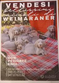Splendidi cuccioli di Weimaraner