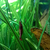 Neocaridine davidi red cherry