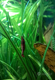 Neocaridine davidi red cherry