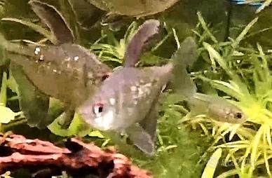 5 Tetra Diamante