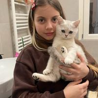 Scottish straight pelo corto