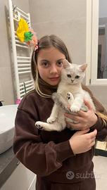 Scottish straight pelo corto