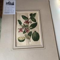 Stampa artistica