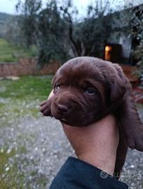 Cuccioli di Labrador retriever chocolate o neri