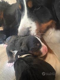 Cuccioli BOVARO DEL BERNESE