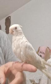 Calopsite allevate a mano