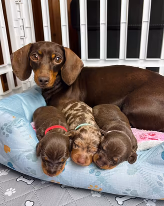 Bassotto KANINCHEN cioccolato PEDIGREE test geneti