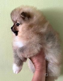 Cuccioli spitz pomerani maschi femmine