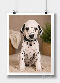 Cucciolo di Dalmata 