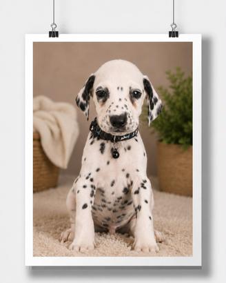 Cucciolo di Dalmata 