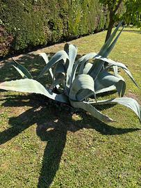 Agave