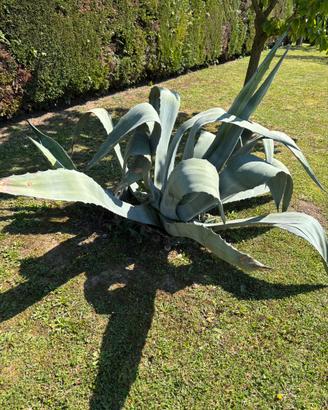 Agave