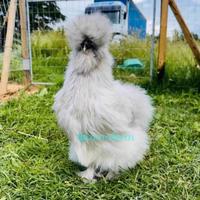 Galline ornamentali e pulcini di razze selezionate