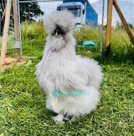 Galline ornamentali e pulcini di razze selezionate