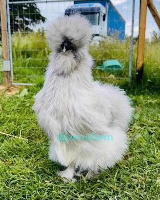 Galline ornamentali e pulcini di razze selezionate