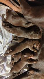 Cucciolata di Doberman marrone focato