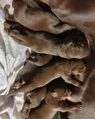 Cucciolata di Doberman marrone focato