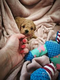 Maltipoo femmina e Maltesi