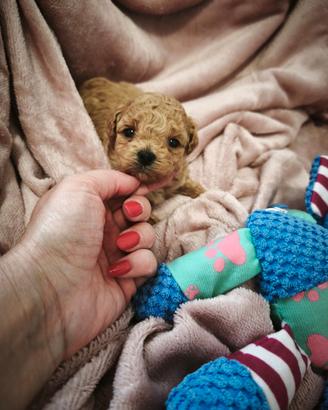 Maltipoo femmina e Maltesi
