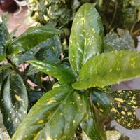 Alloro giapponese (Aucuba Japonica)