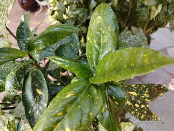 Alloro giapponese (Aucuba Japonica)