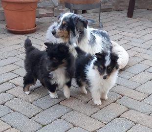 Pastore shetland piccolo LASSIE in miniatura