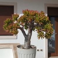 bonsai di Crassula