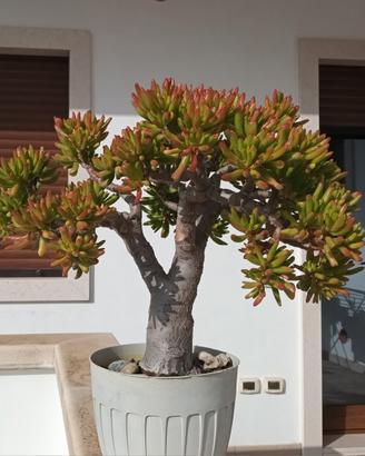 bonsai di Crassula