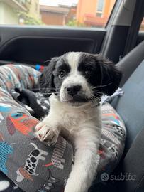 Sasha. Dolcissima cucciola meticcia