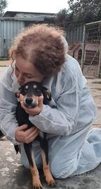 PICCOLINA, dolcissima cucciola di 5 mesi