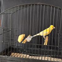 Canarini razza spagnoli