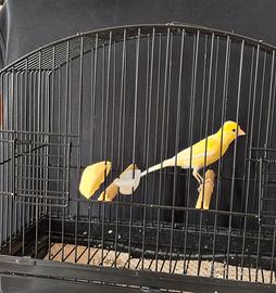 Canarini razza spagnoli