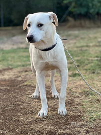 Cucciolone in adozione