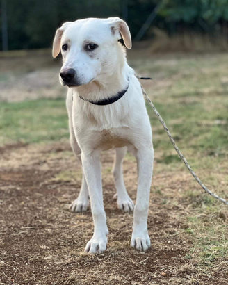 Cucciolone in adozione