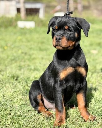 Rottweiler cuccioli