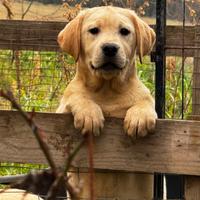 Labrador cuccioli