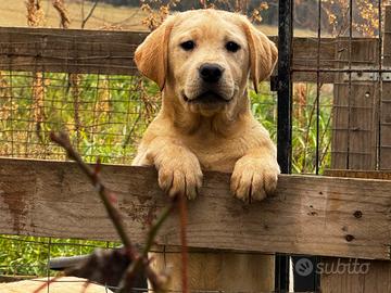 Labrador cuccioli