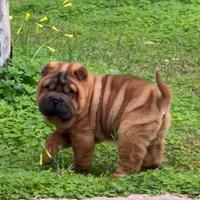 Sharpei