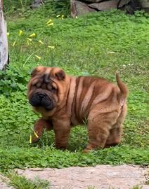 Sharpei