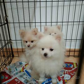 Volpino di Pomerania Nano