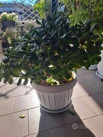 pianta grassa