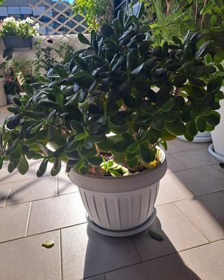 pianta grassa